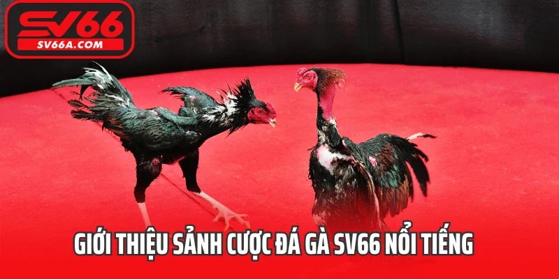 Giới thiệu sảnh cược đá gà SV66 nổi tiếng