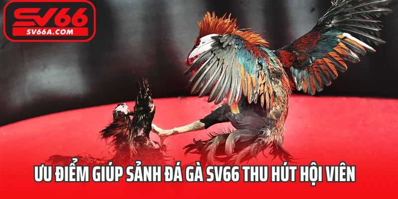Ưu điểm giúp sảnh cược đá gà SV66 thu hút hội viên